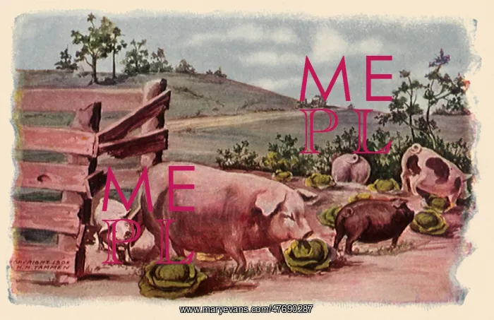  : Pigs in Cabbage Patch