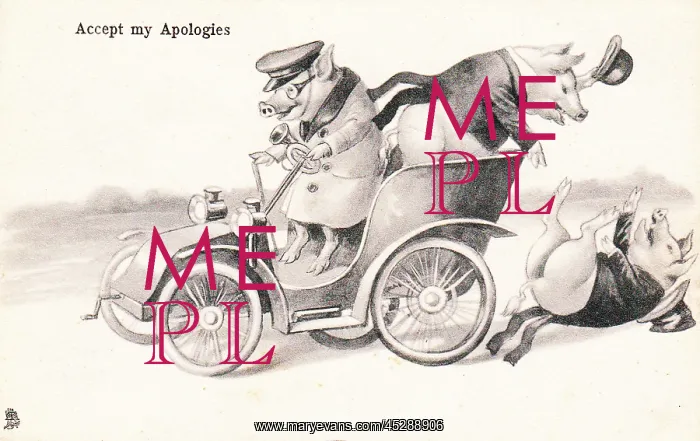 : Pigs in a car on a postcard : Pigs in a car on a postcard