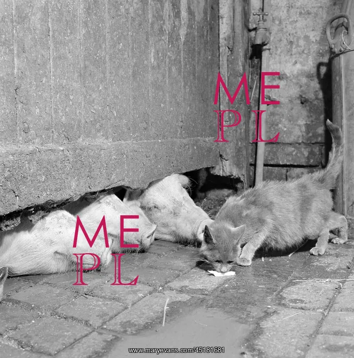 : Pigs And A Cat : Pigs And A Cat