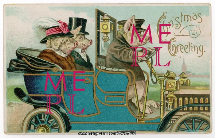 : Pigs - Chauffeured Car : Pigs - Chauffeured Car