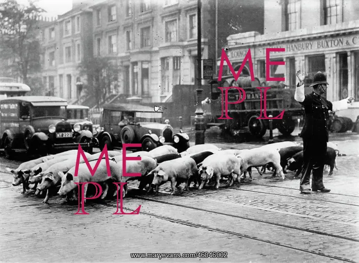 : Pigs crossing road c. 1930 : Pigs crossing road c. 1930