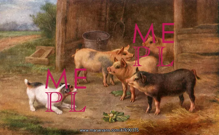  : Four Pigs and Dog