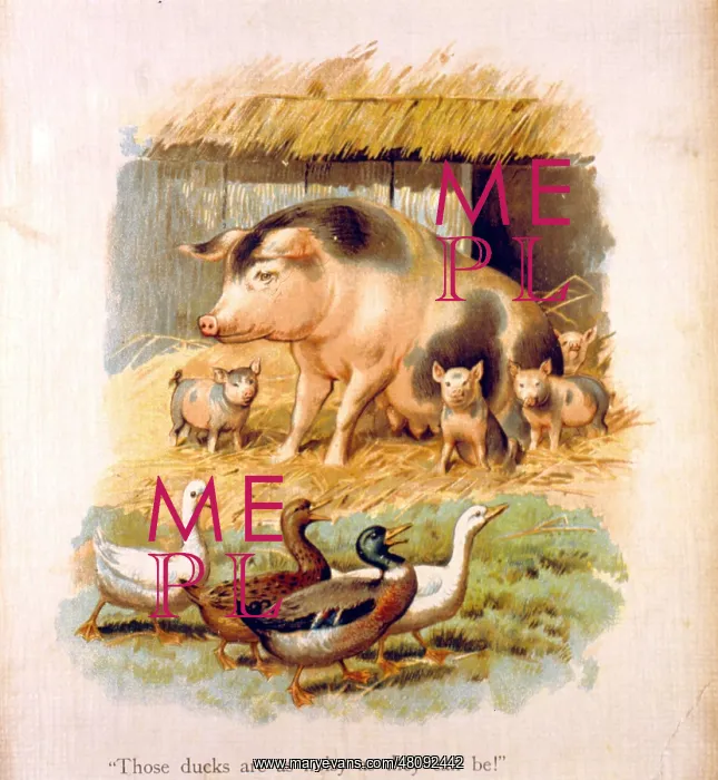 : Pigs and ducks in a farmyard : Pigs and ducks in a farmyard