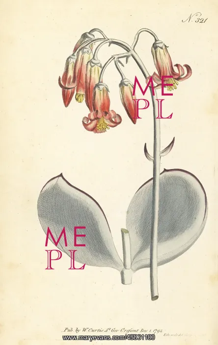 : Pig's ear, Cotyledon orbiculata : Pig's ear, Cotyledon orbiculata