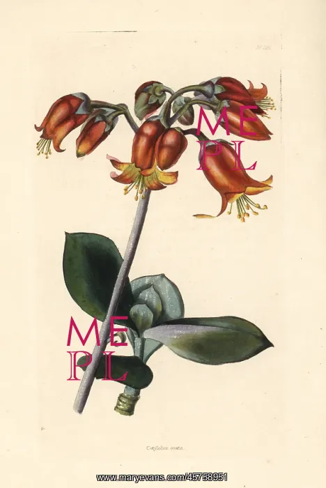 : Pig's ear or round-leafed navel-wort, Cotyledon orbiculata : Pig's ear or round-leafed navel-wort, Cotyledon orbiculata