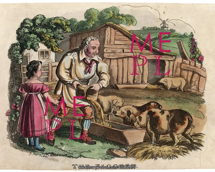 : PIGS AT FEEDING TIME : PIGS AT FEEDING TIME