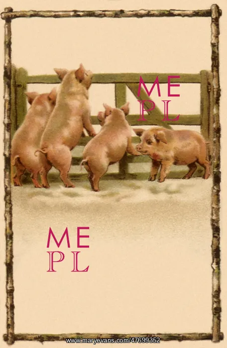  : Four Pigs by Fence