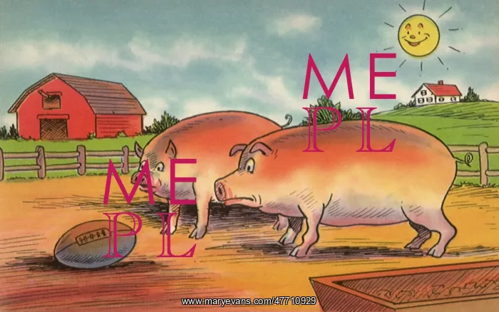 : Pigs and Football : Pigs and Football