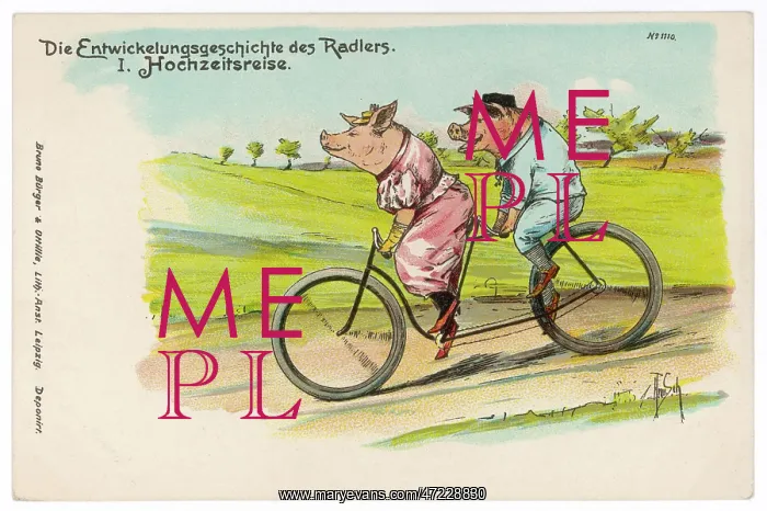 : Pigs on Honeymoon : Pigs on Honeymoon