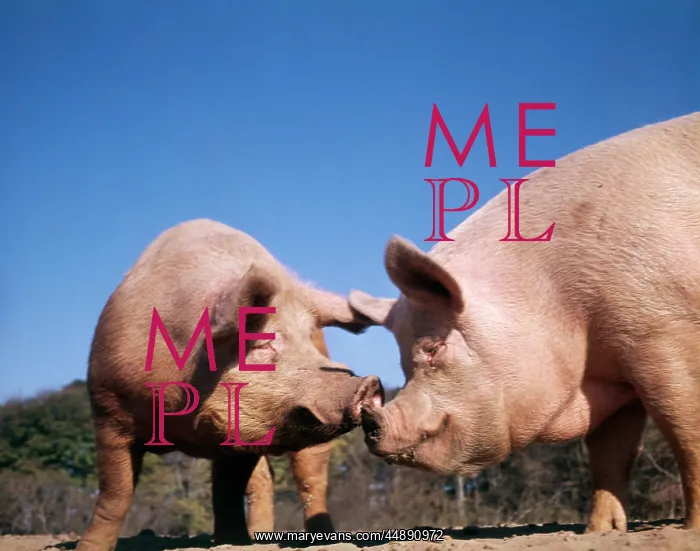  : TWO PIGS NOSE TO NOSE