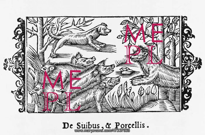  : PIGS  /  OLAUS MAGNUS 1555