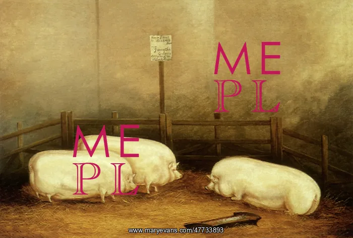  : Pigs in a Show Pen