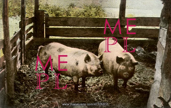  : Pigs in Pigpen