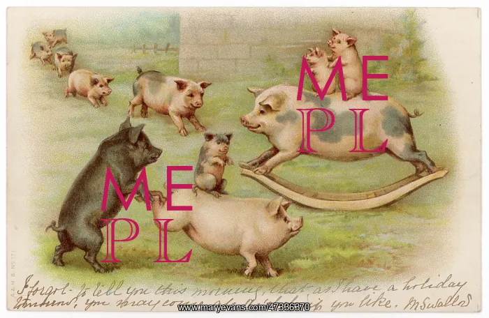  : PIGS AT PLAY 1904