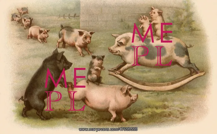  : Pigs Playing