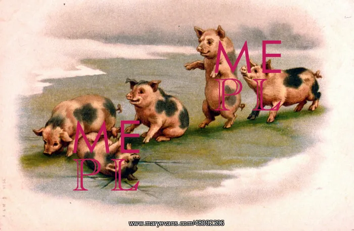 : Pigs sliding on the ice : Pigs sliding on the ice