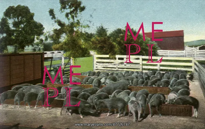  : Pigs at the Trough