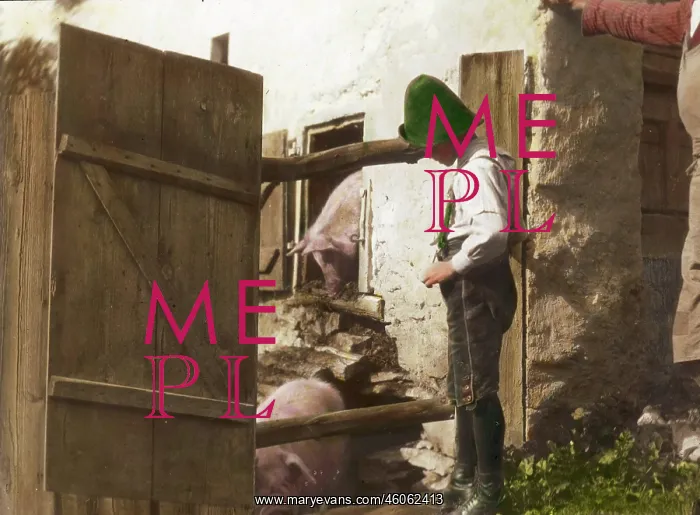 : At the pigsty : At the pigsty