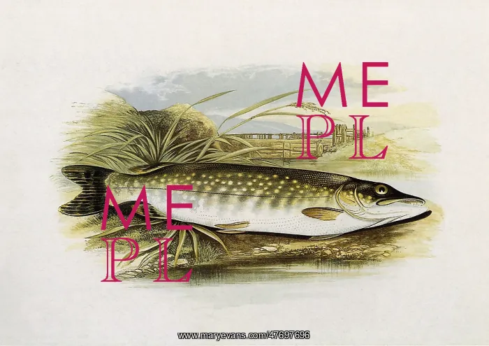  : Pike