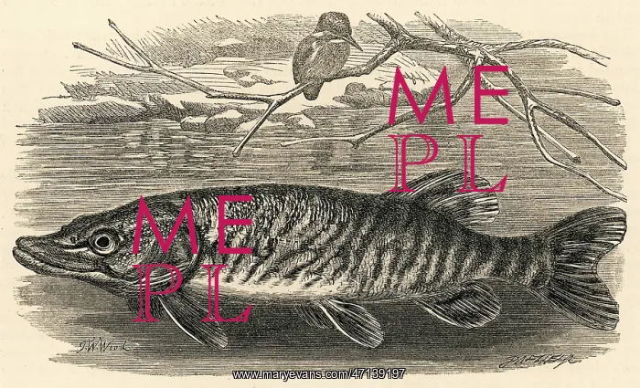  : Pike, fish