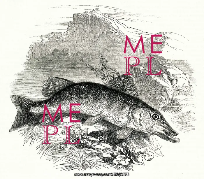 : Pike, Northern Pike, Esox lucius : Pike, Northern Pike, Esox lucius