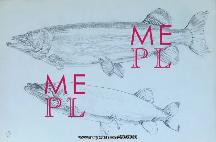  : Pike - pencil studies