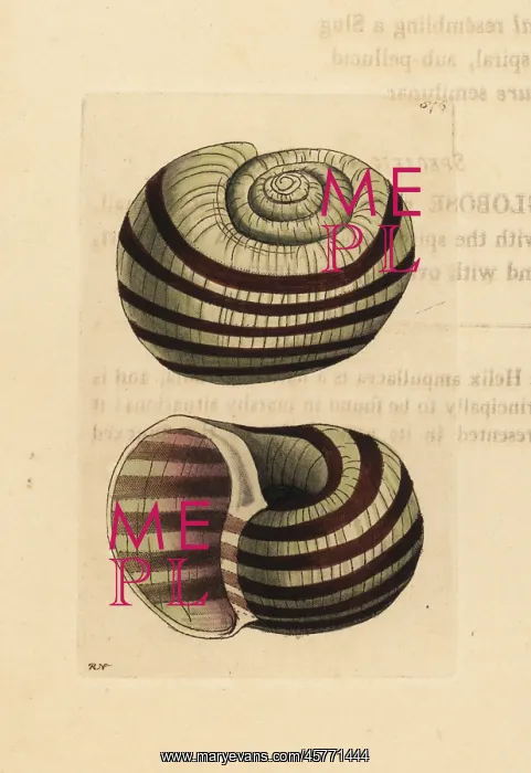 : Pila ampullacea : Pila ampullacea