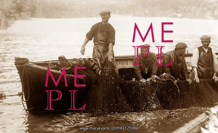  : Pilchard fishing in Cornwall with Seine net