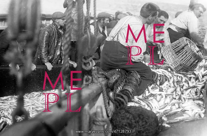  : Pilchard Fishing in Cornwall using seine nets early 1900s