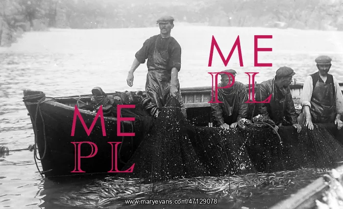  : Pilchard Fishing in Cornwall using seine nets early 1900s