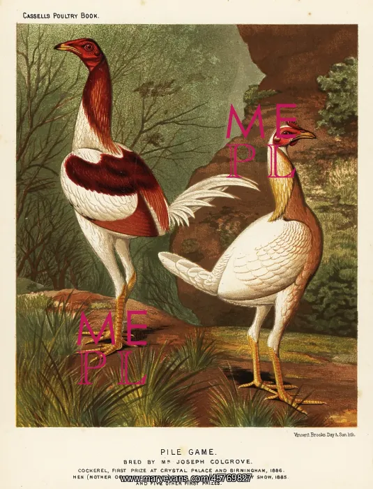 : Pile game, cock and hen : Pile game, cock and hen