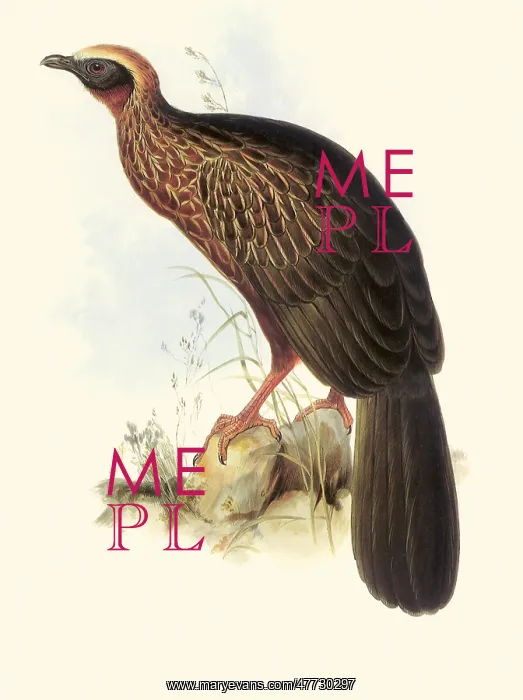  : Pileated Guan, Penelope pileata
