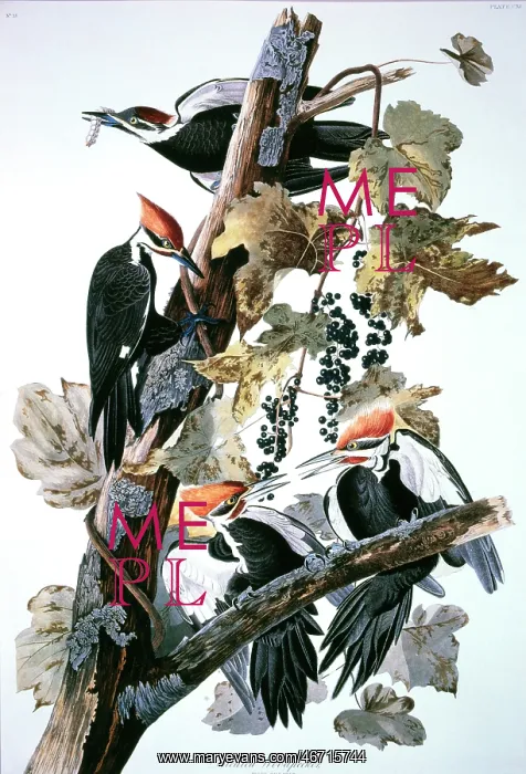 : Pileated Woodpecker - Bird - Animal : Pileated Woodpecker - Bird - Animal
