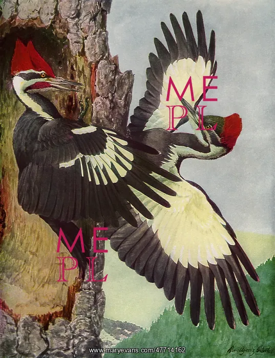 : Pileated Woodpeckers : Pileated Woodpeckers