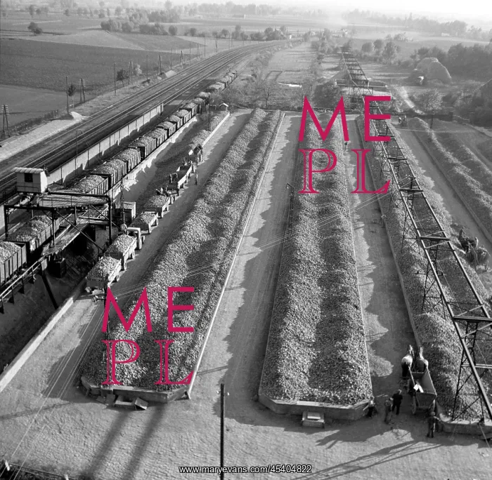: Piles of beets : Piles of beets