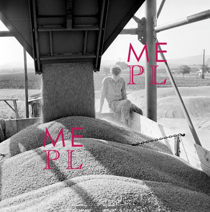 : Piles - grain - harvest - wheat : Piles - grain - harvest - wheat