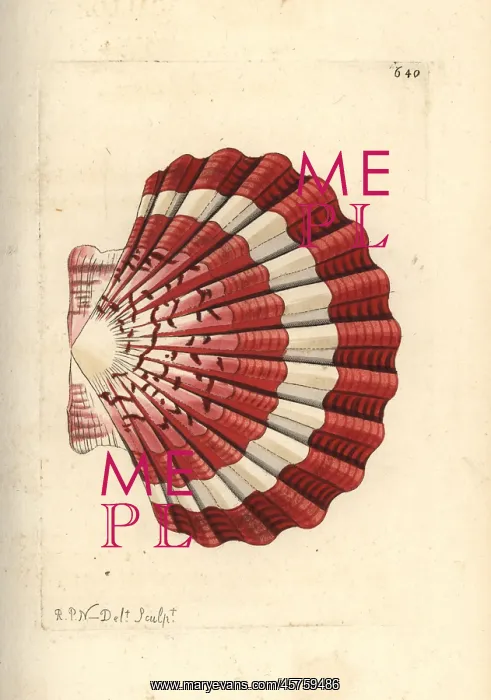 : Pilgrim's scallop, Pecten jacobaeus : Pilgrim's scallop, Pecten jacobaeus