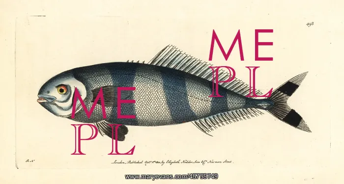  : Pilot fish, Naucrates ductor