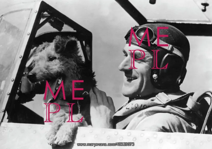 : PIlot of the German Luftwaffe, 1943 : PIlot of the German Luftwaffe, 1943