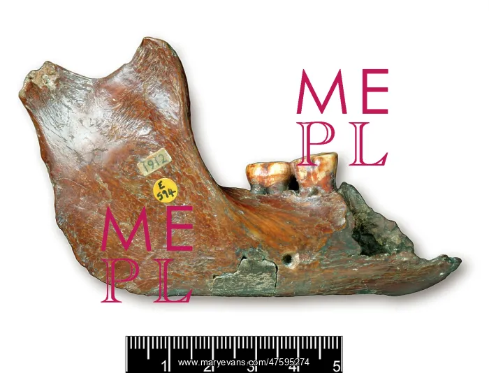 : Piltdown 1 jaw : Piltdown 1 jaw