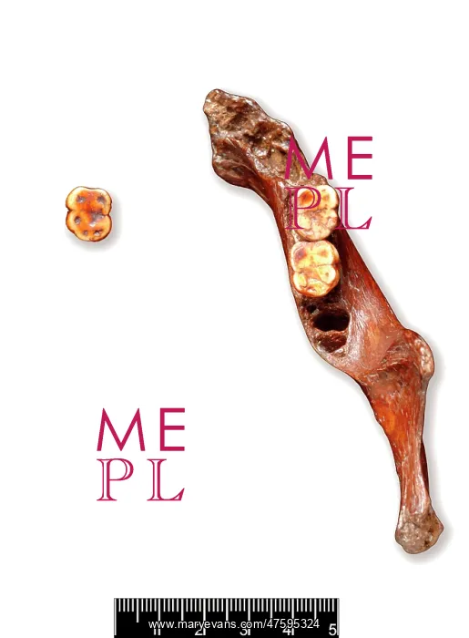 : Piltdown 1 jaw and Piltdown 2 left molar : Piltdown 1 jaw and Piltdown 2 left molar