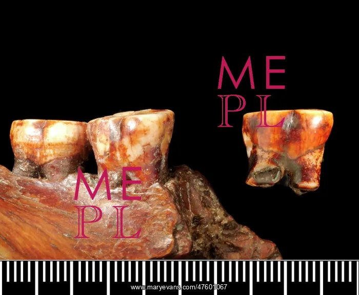 : Piltdown 1 jaw with Piltdown 2 molar : Piltdown 1 jaw with Piltdown 2 molar