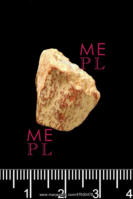 : Piltdown bone fragment : Piltdown bone fragment