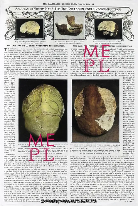 : Piltdown Man: brain capacity compared : Piltdown Man: brain capacity compared