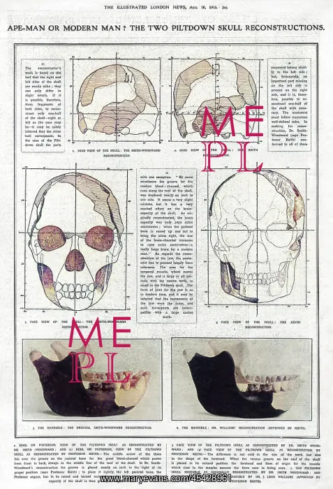 : Piltdown Man: mandible and skull compared : Piltdown Man: mandible and skull compared