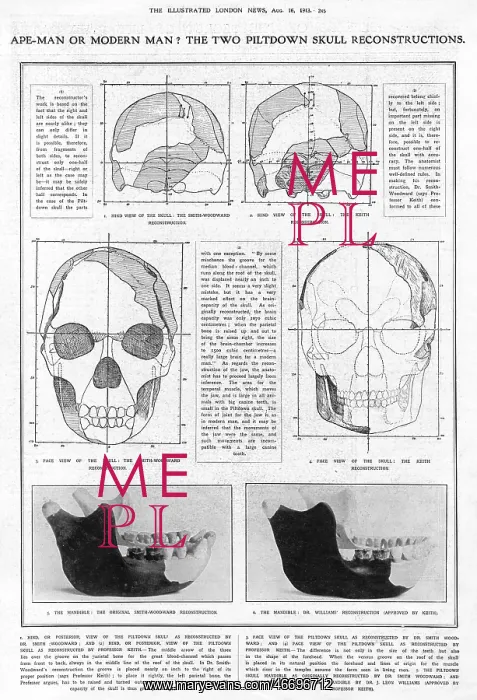 : Piltdown Man: mandible and skull compared : Piltdown Man: mandible and skull compared