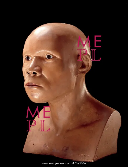 : Piltdown Man (Model based on Piltdown 1 & 2) : Piltdown Man (Model based on Piltdown 1 & 2)