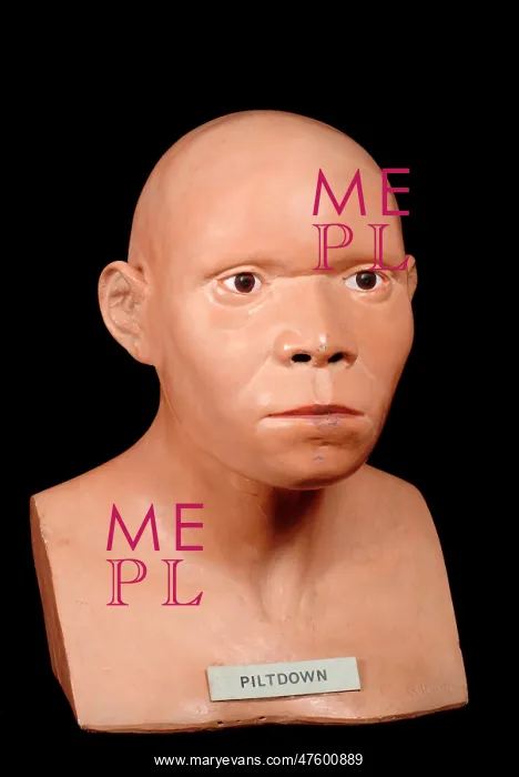 : Piltdown Man (Model based on Piltdown 1 & 2) : Piltdown Man (Model based on Piltdown 1 & 2)