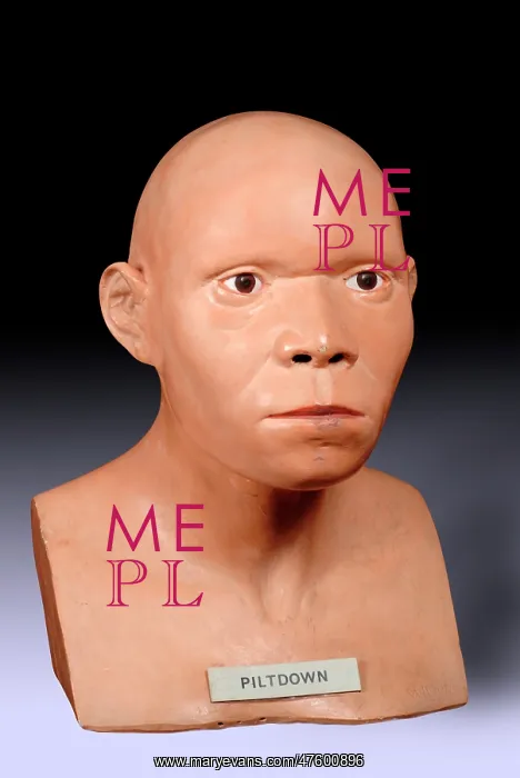 : Piltdown Man (Model based on Piltdown 1 & 2) : Piltdown Man (Model based on Piltdown 1 & 2)