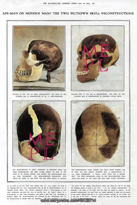 : Piltdown Man: reconstructed skulls compared : Piltdown Man: reconstructed skulls compared
